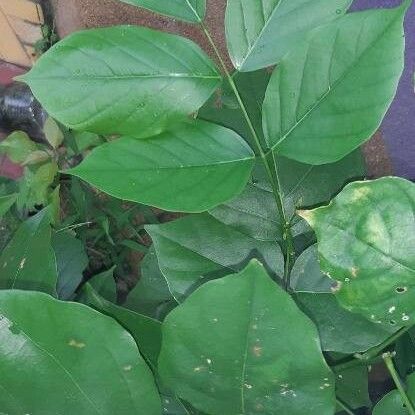 Pongamia pinnata Leaf