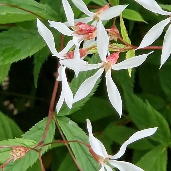 Gillenia trifoliata Flower