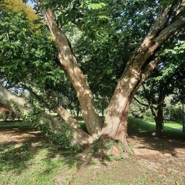 Pterocarya fraxinifolia Lehti