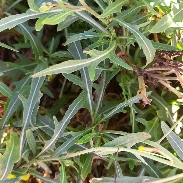 Diplotaxis tenuifolia 叶