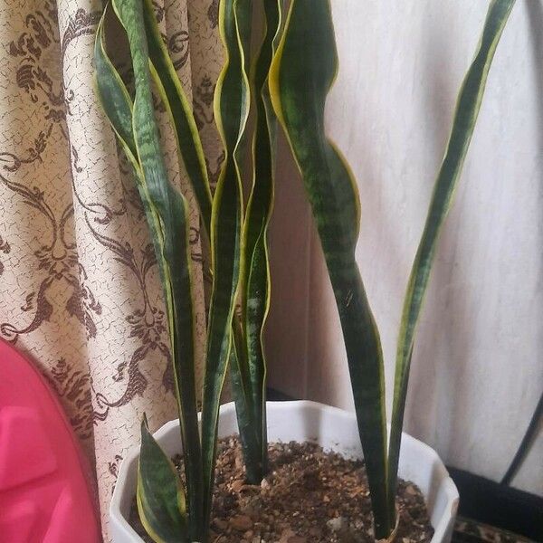 Sansevieria trifasciata Frunză