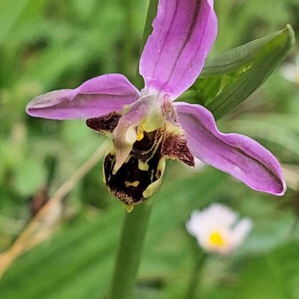 Ophrys apifera Blomst