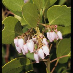 Arctostaphylos patula Flower