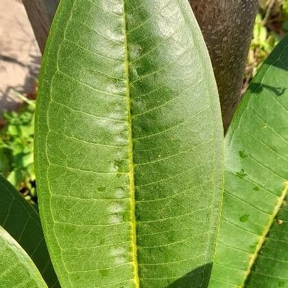 Plumeria rubra Leaf