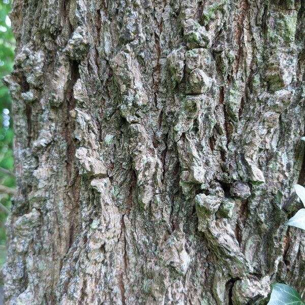 Ulmus minor Bark