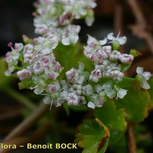 Helosciadium repens ফুল