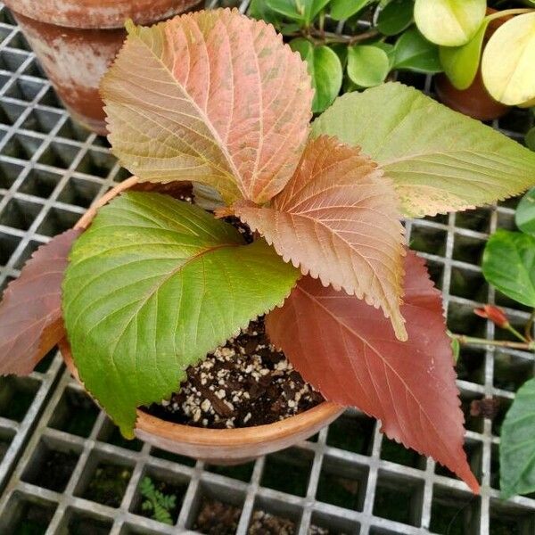 Acalypha wilkesiana 形態