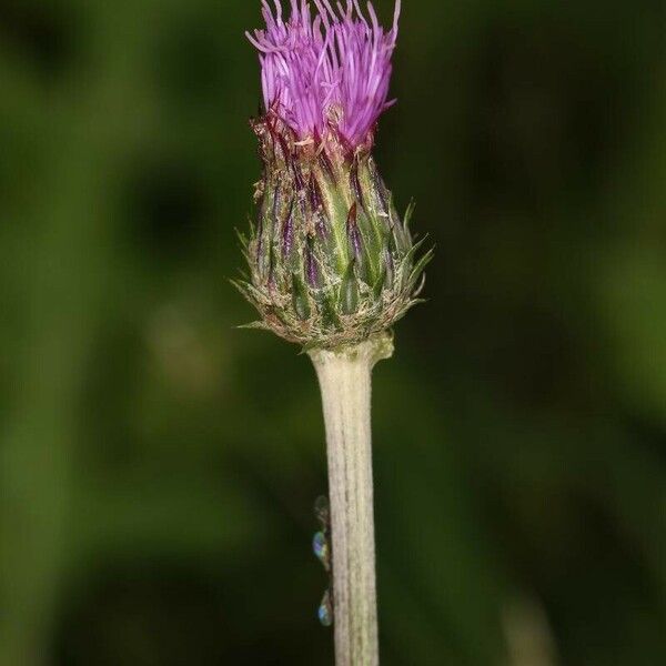 Cirsium filipendulum Flor