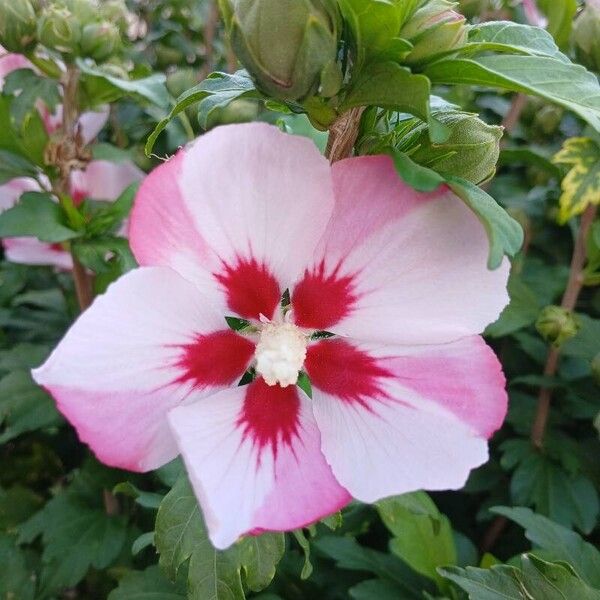 Hibiscus syriacus Blomma