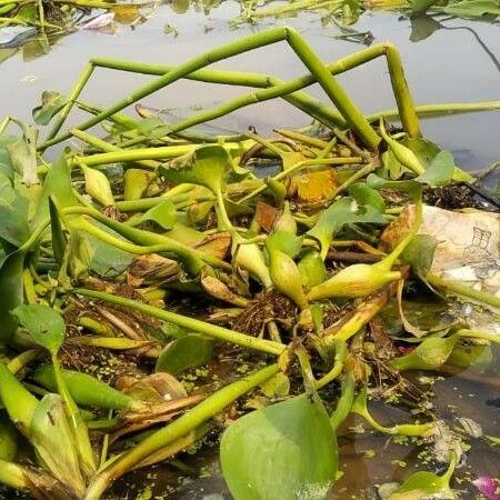 Pontederia crassipes Blatt