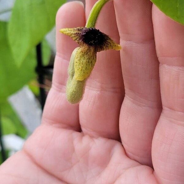 Aristolochia tomentosa പുഷ്പം