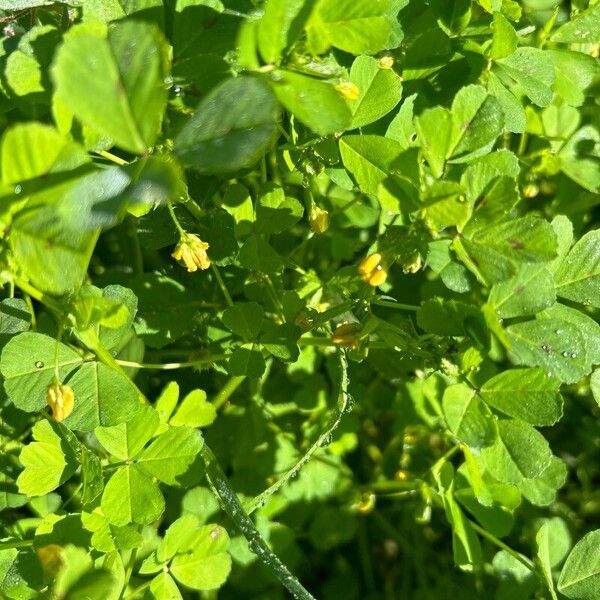 Medicago polymorpha Flor