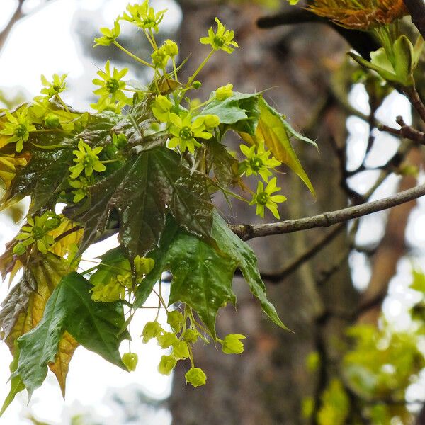 Acer pictum Kvet