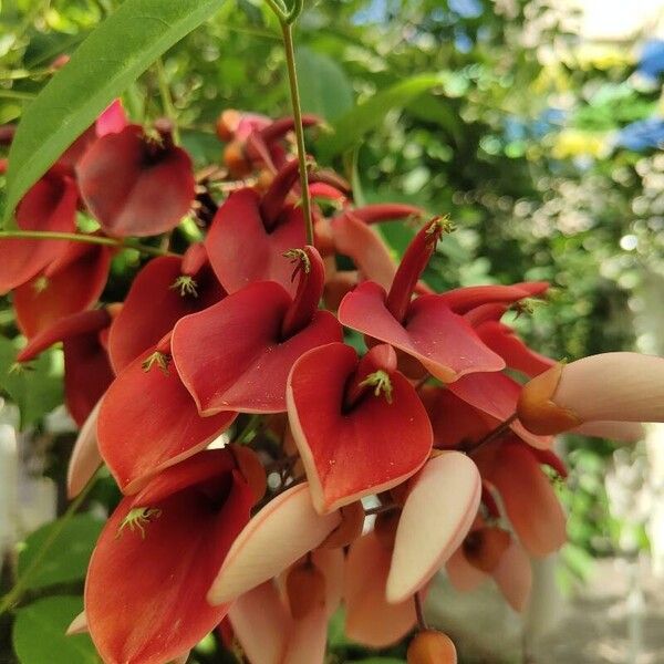 Erythrina crista-galli ফুল