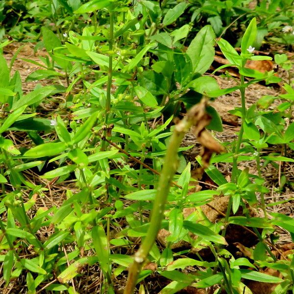 Oldenlandia corymbosa Celota