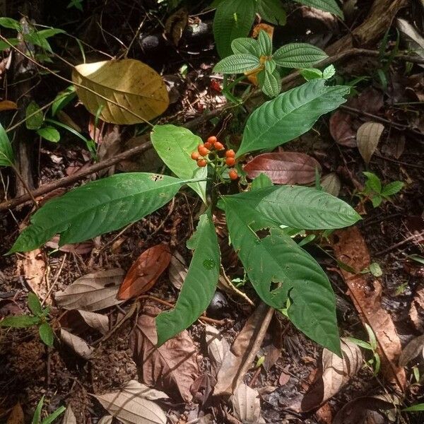 Palicourea racemosa Habit