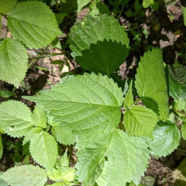 Laportea canadensis Foglia