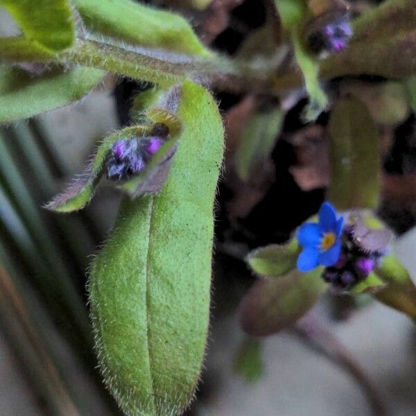 Myosotis sylvatica 葉