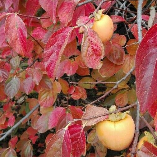 Diospyros kaki Fruit