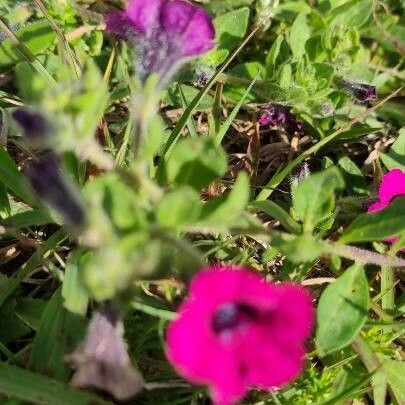 Petunia integrifolia 叶