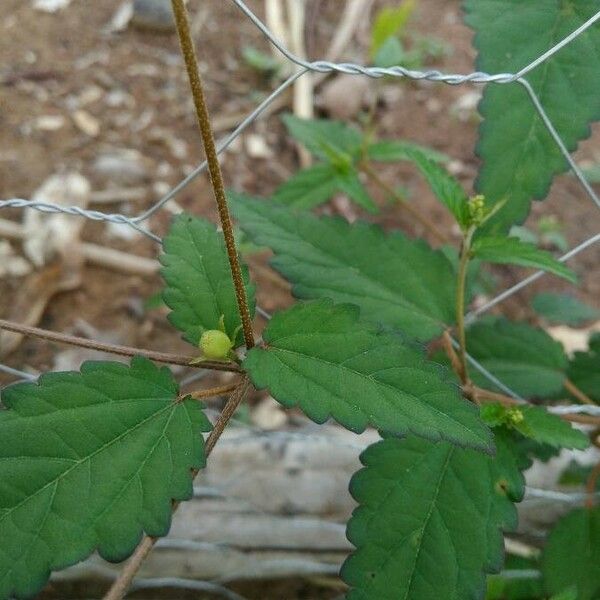 Croton trinitatis Folha