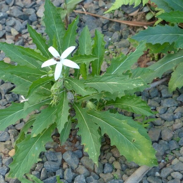 Hippobroma longiflora 形态