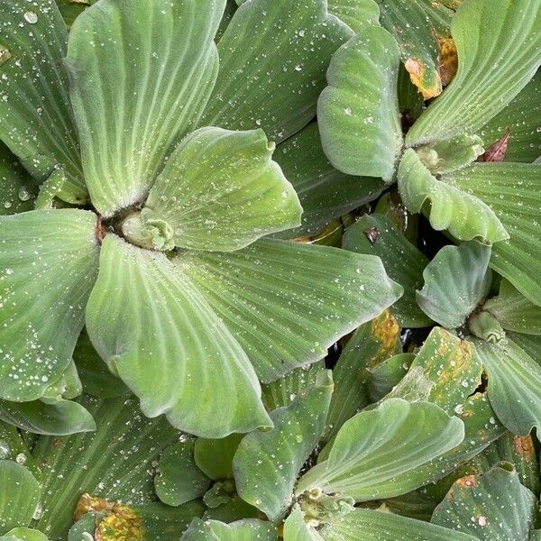 Pistia stratiotes 葉