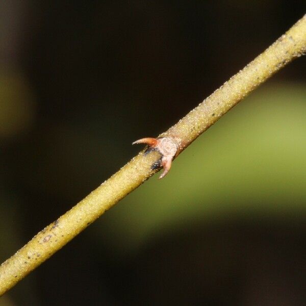 Capparis parvifolia Bark