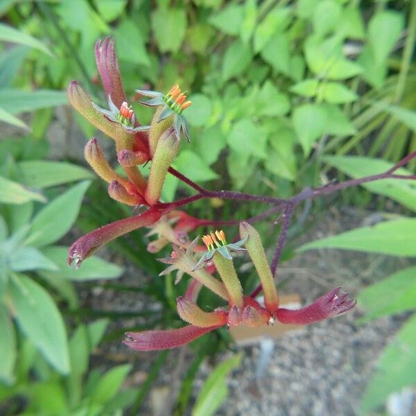Anigozanthos flavidus Flower