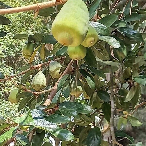 Ficus pumila Fruit