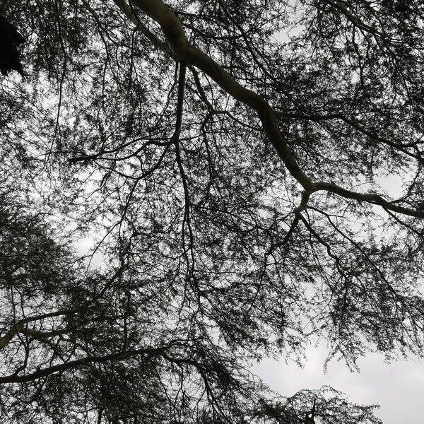 Vachellia xanthophloea Fuelha