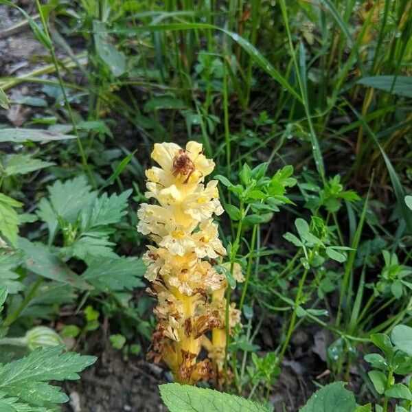 Orobanche lutea Buveinė