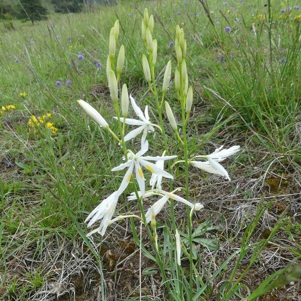 Anthericum liliago Blomst