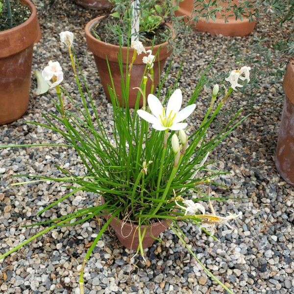 Zephyranthes candida Costuma