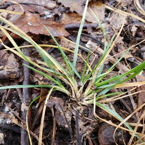 Carex flacca Elinympäristö