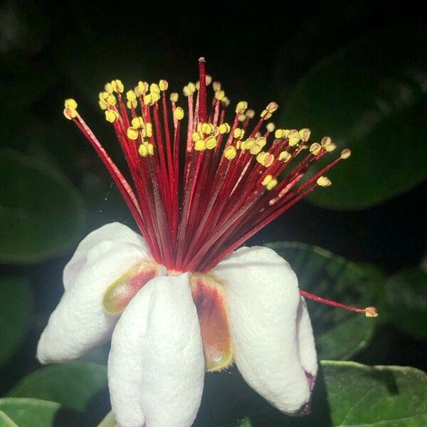 Feijoa sellowiana Flor