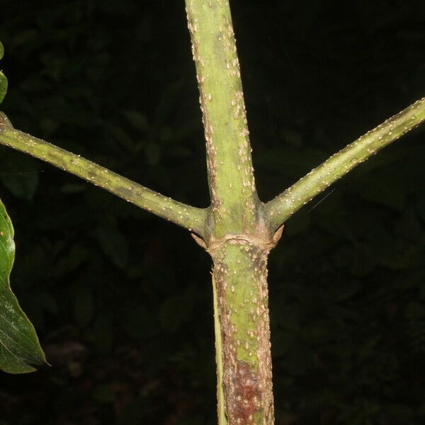 Uncaria tomentosa Escorça