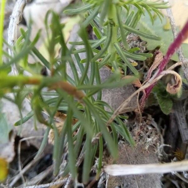 Euphorbia cyparissias Blad