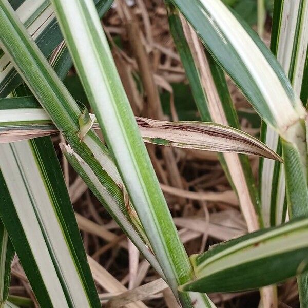 Phalaris arundinacea Bark