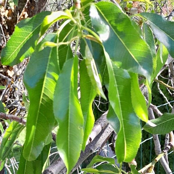 Prunus dulcis Leaf