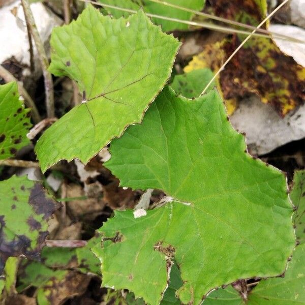 Tussilago farfara Leaf