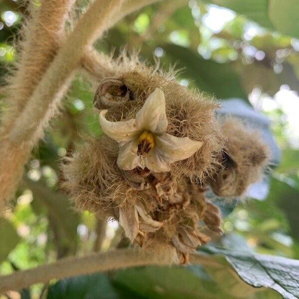 Solanum cernuum Flower