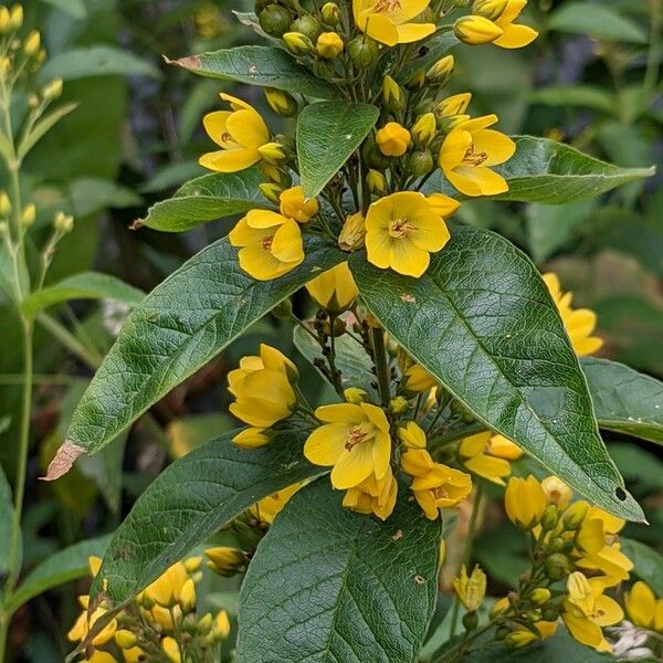 Lysimachia vulgaris പുഷ്പം