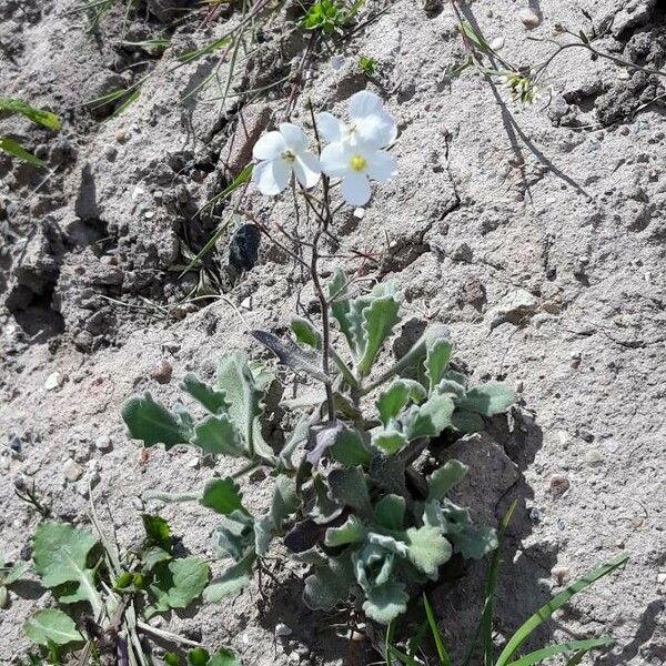 Arabis alpina Hoja