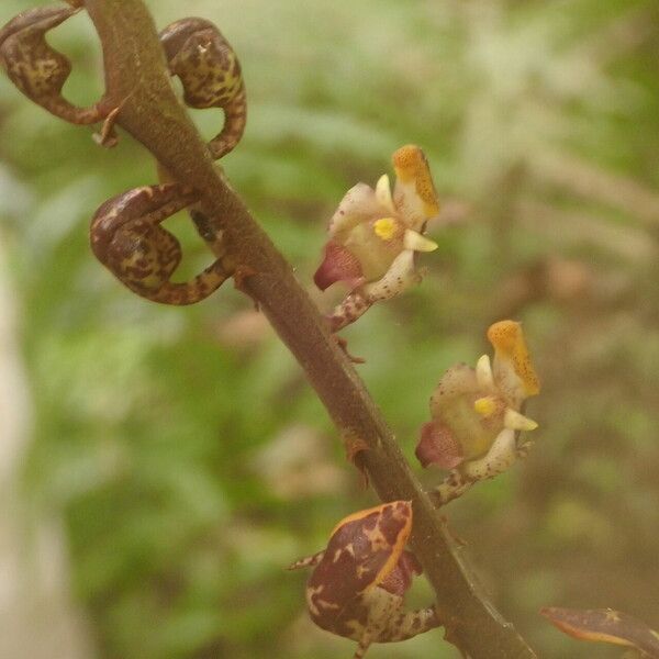 Bulbophyllum falcatum Bloem