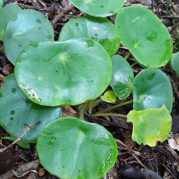 Hydrocotyle verticillata موطن