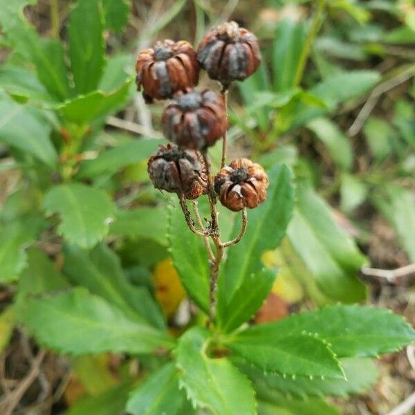 Chimaphila umbellata Frutto