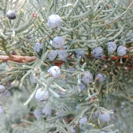 Juniperus horizontalis Фрукт