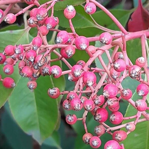 Photinia fraseri Frukt