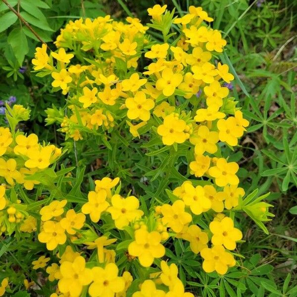 Lithospermum canescens Flower